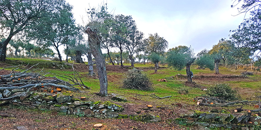 Olive Grove