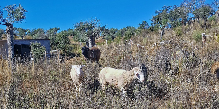 Sheeps on the Olive Grove