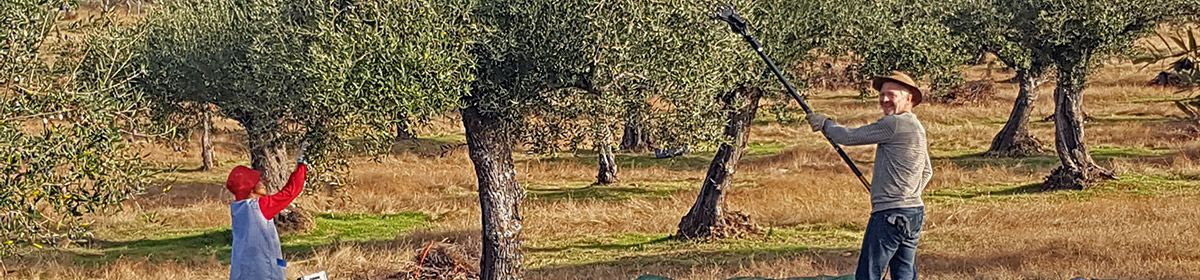 Harvest & Production