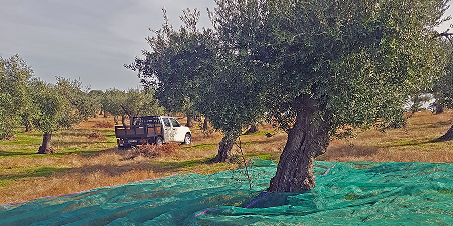 For harvest prepared tree