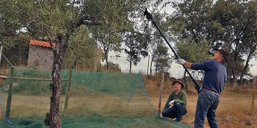 Harvest with vibrating rod machine