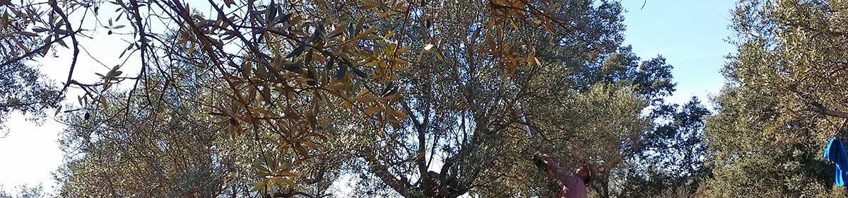 Olivenbaumkronen vor blauem Himmel